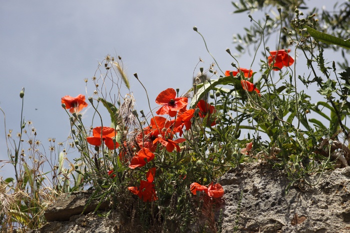 Toscane 09 - 320 - Divers